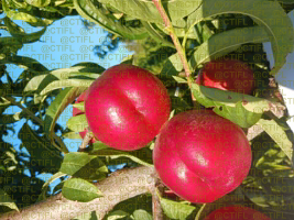 Fiches variétales Pêches Nectarines - Variété Nabriva, nectarine à chair blanche (dans l'arbre)